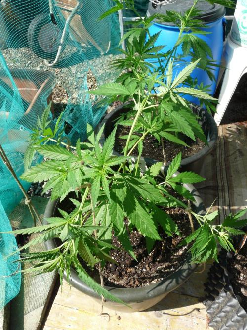 Kannabia Strain Out 2026. Week 6
