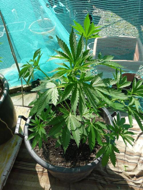 Kannabia Strain Out 2026. Week 6