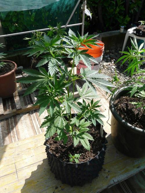 Kannabia Strain Out 2026. Week 6