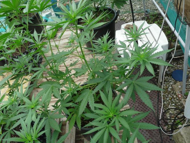 F.F. out2026 Fast Buds. Week 8 - Purple L. 