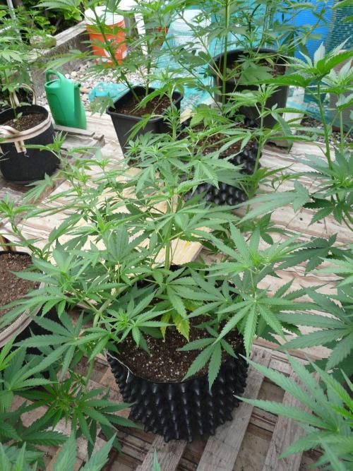 F.F. out2026 Fast Buds. Week 8 - GG4 #1