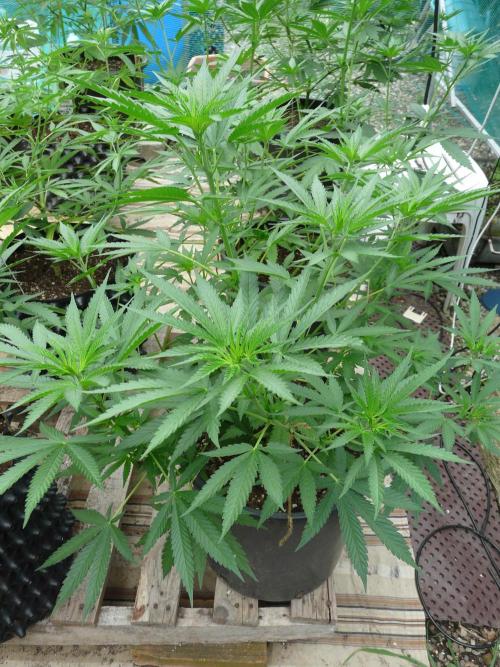 F.F. out2026 Fast Buds. Week 8 - GG4 #2
