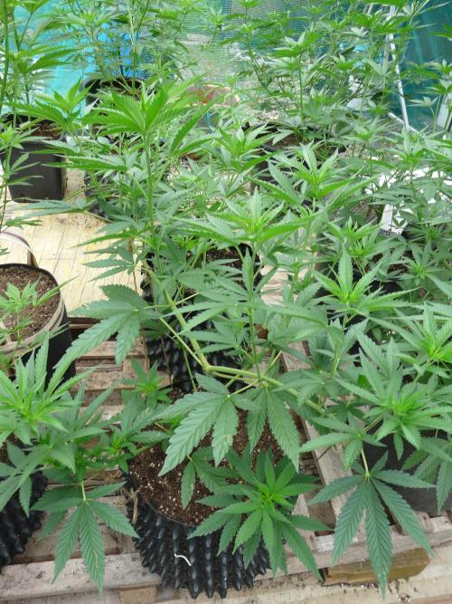 F.F. out2026 Fast Buds. Week 8 - GG4 #3
