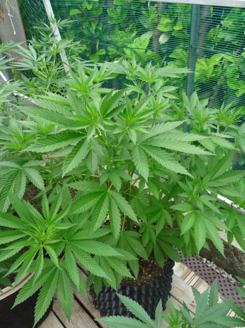 Kannabia Strain Out 2026. Week 8 - Helfire