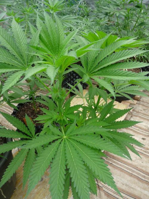 Kannabia Strain Out 2026. Week 8 - Helfire