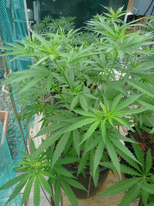 Kannabia Strain Out 2026. Week 8 - Candy C.