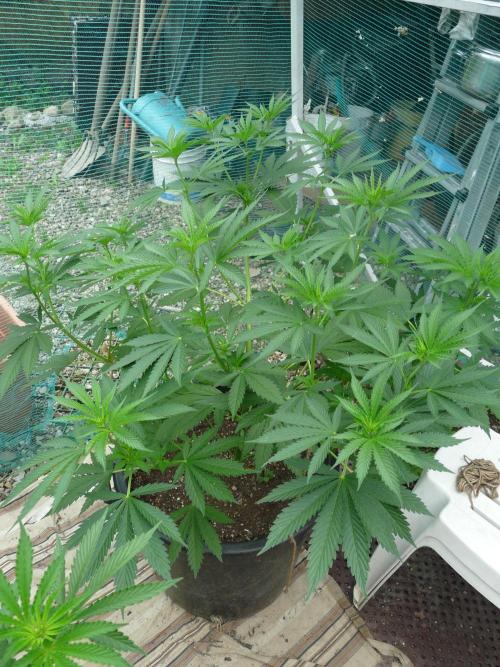 Kannabia Strain Out 2026. Week 8 - Helfire Big