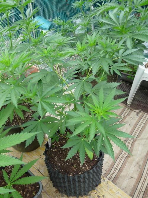Kannabia Strain Out 2026. Week 8 - Helfire 