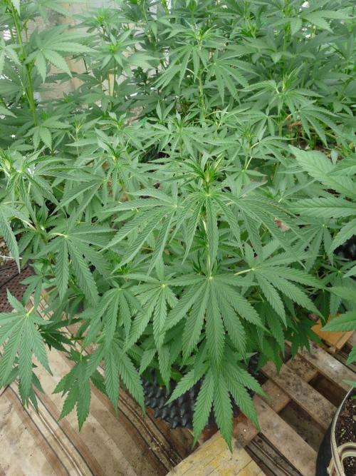 F.F. out2026 Fast Buds. Week 9