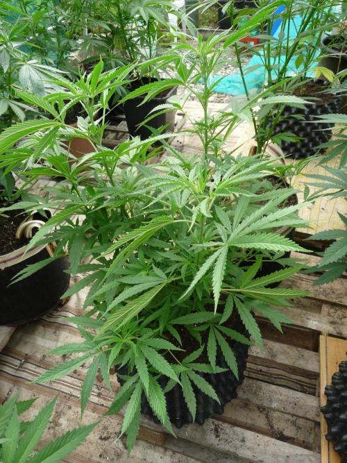F.F. out2026 Fast Buds. Week 9