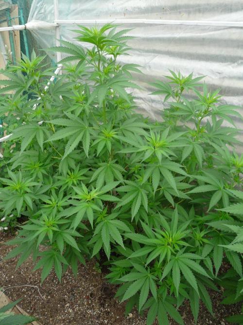 F.F. out2026 Fast Buds. Week 9