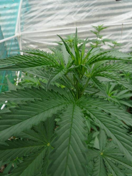 F.F. out2026 Fast Buds. Week 9