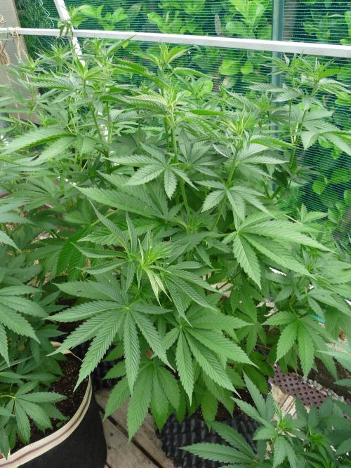 Kannabia Strain Out 2026. Week 9