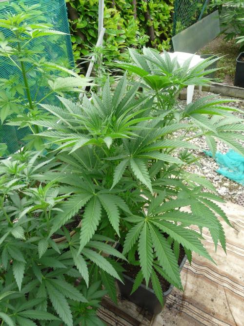 Kannabia Strain Out 2026. Week 9