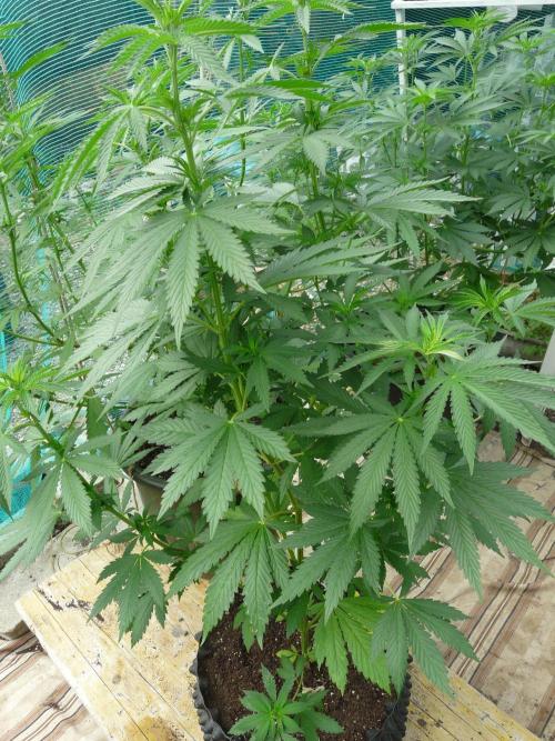 Kannabia Strain Out 2026. Week 9