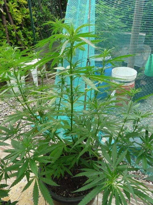 Kannabia Strain Out 2026. Week 9