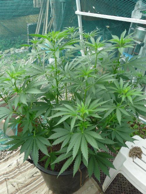 Kannabia Strain Out 2026. Week 9
