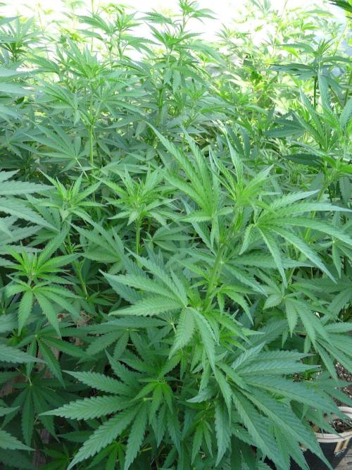 F.F. out2026 Fast Buds. Week 10 - Purple 