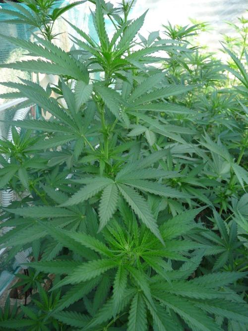 F.F. out2026 Fast Buds. Week 10 - GG4  #1