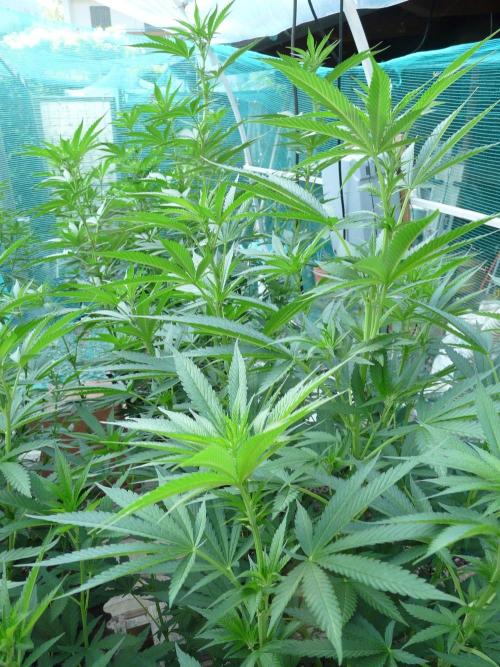 F.F. out2026 Fast Buds. Week 10 - GG4 #2