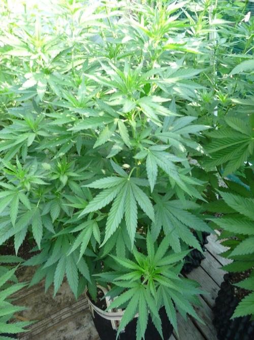 Kannabia Strain Out 2026. Week 10
