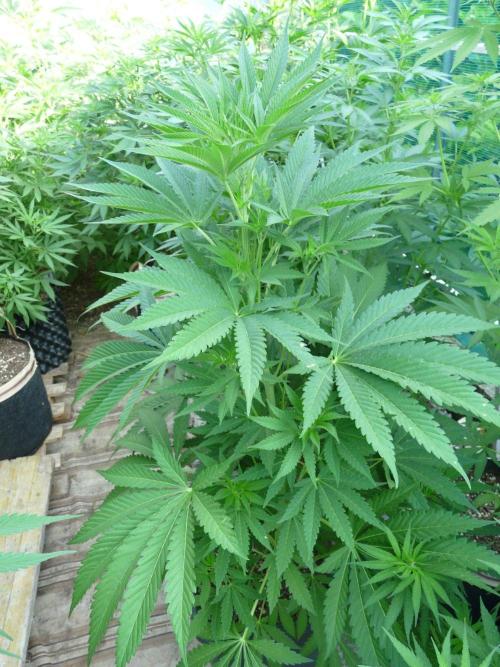 Kannabia Strain Out 2026. Week 10