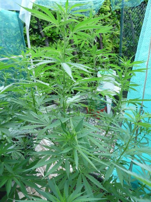 Kannabia Strain Out 2026. Week 10