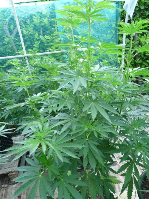 Kannabia Strain Out 2026. Week 10