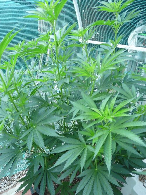 Kannabia Strain Out 2026. Week 10