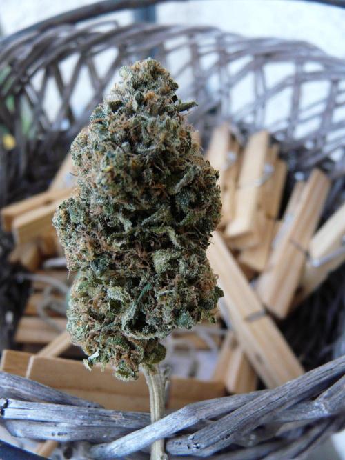 Mix Pack. Week 15