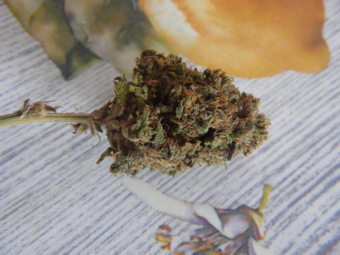 Mix Pack. Week 15