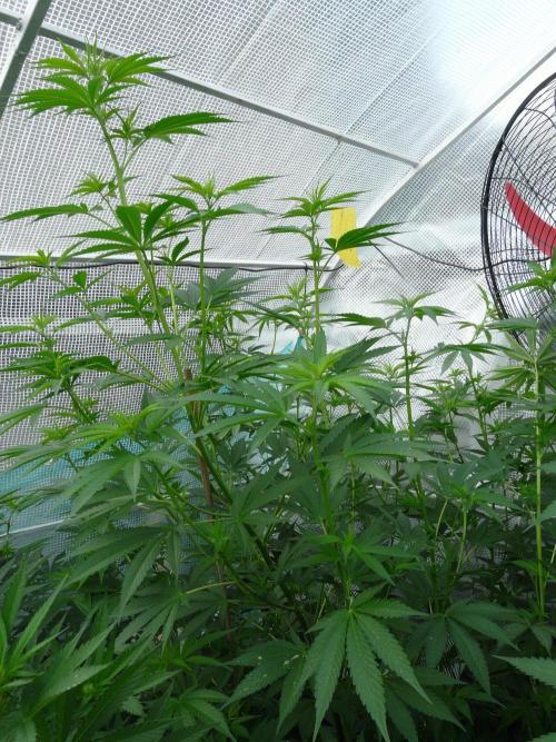 F.F. out2026 Fast Buds. Week 12