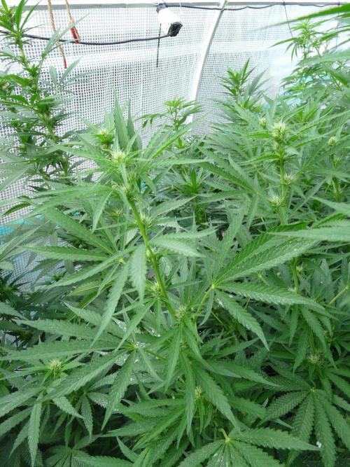 F.F. out2026 Fast Buds. Week 12