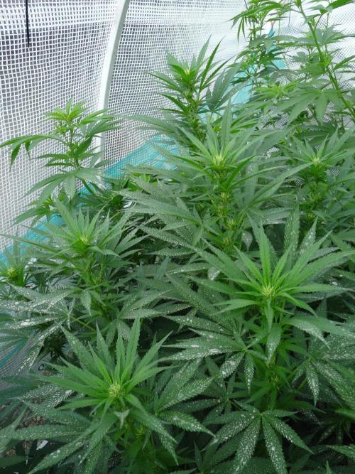 F.F. out2026 Fast Buds. Week 12