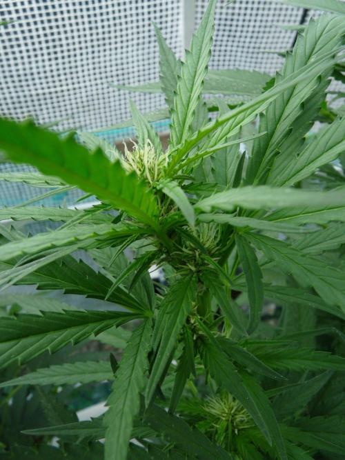 F.F. out2026 Fast Buds. Week 12
