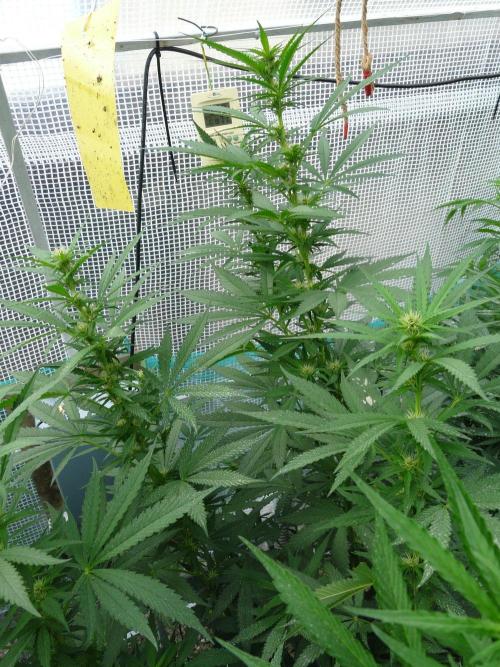 F.F. out2026 Fast Buds. Week 12