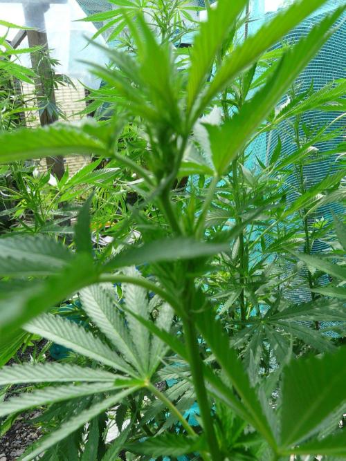 Kannabia Strain Out 2026. Week 12