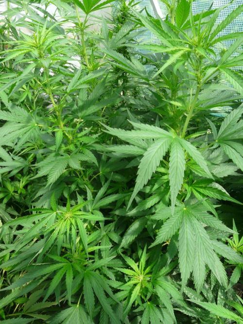 Kannabia Strain Out 2026. Week 12