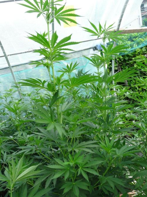Kannabia Strain Out 2026. Week 12