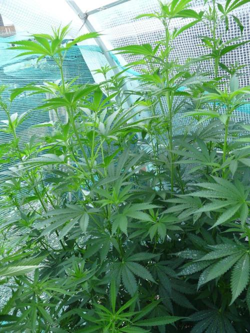Kannabia Strain Out 2026. Week 12