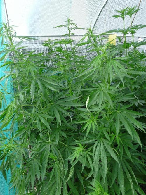 Kannabia Strain Out 2026. Week 12