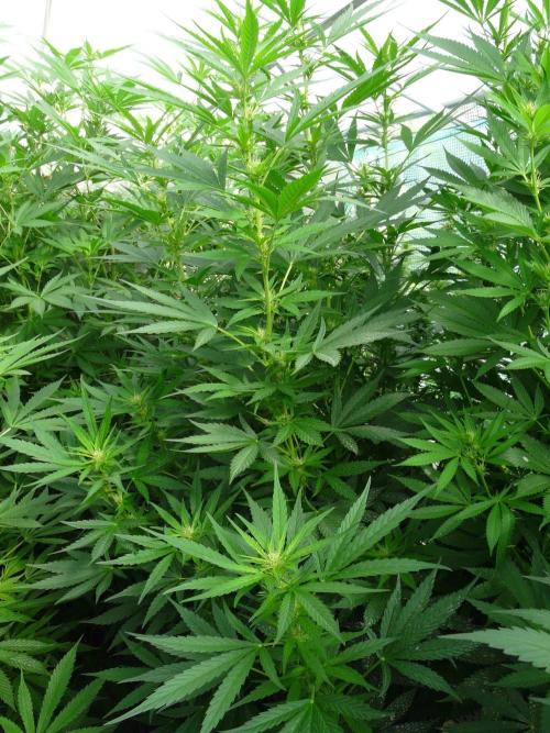 Kannabia Strain Out 2026. Week 13 - Helfire 