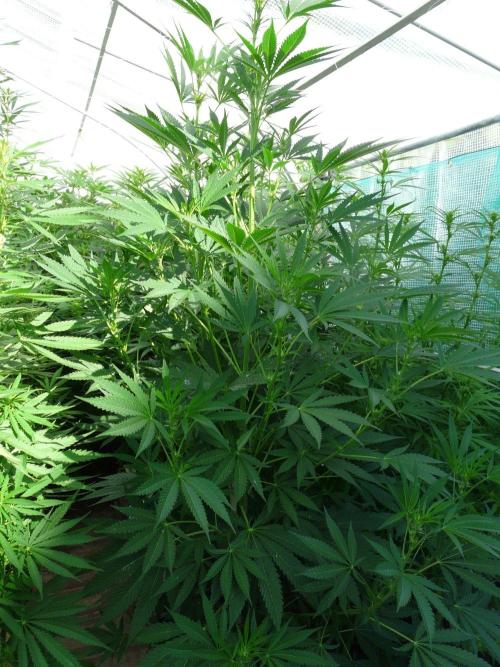 Kannabia Strain Out 2026. Week 13 - Helfire