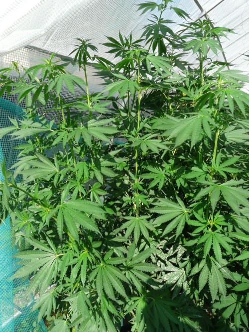 Kannabia Strain Out 2026. Week 13 - Helfire