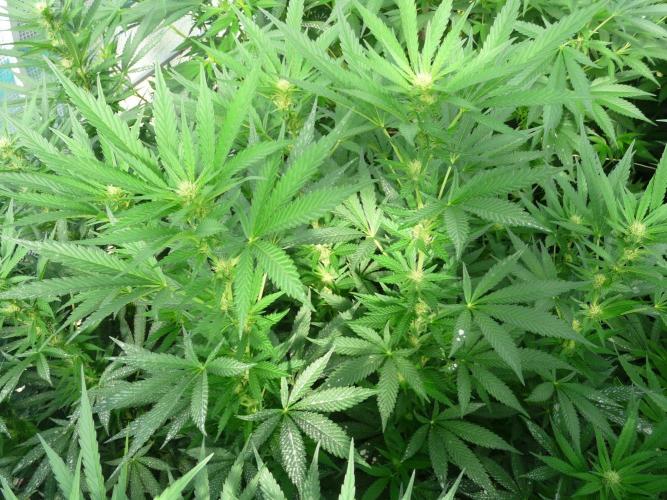 F.F. out2026 Fast Buds. Week 13 - GG4 #3