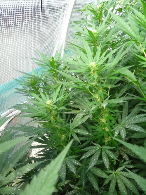 F.F. out2026 Fast Buds. Week 13 - GG4 #2