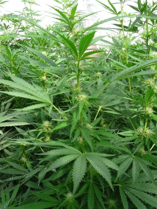 F.F. out2026 Fast Buds. Week 13 - GG4 #1