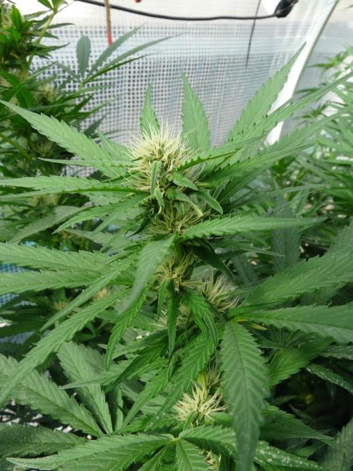 F.F. out2026 Fast Buds. Week 13 - Purple L. B.