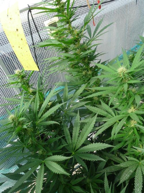F.F. out2026 Fast Buds. Week 13 - Purple L.