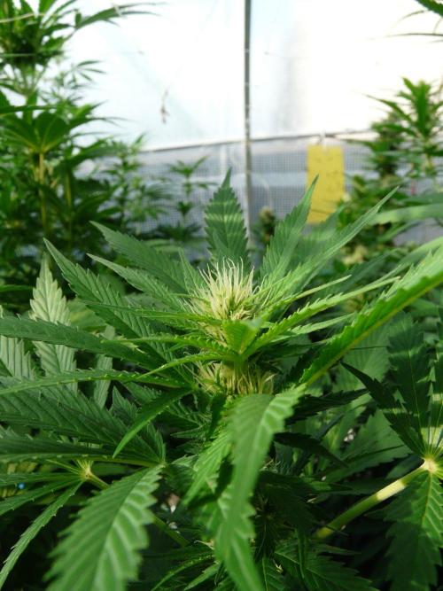 Kannabia Strain Out 2026. Week 15